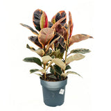 Фикус каучуконосен Ficus elastica 'Belize' – стайно растение с розово-зелени и кремави листа, 90 см