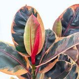Фикус каучуконосен Ficus elastica 'Belize' – стайно растение с розово-зелени и кремави листа, 90 см