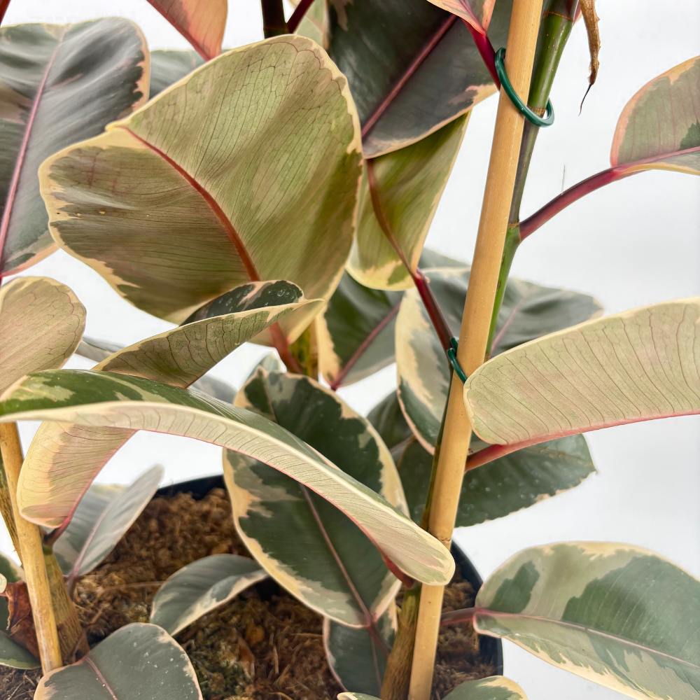 Фикус каучуконосен Ficus elastica 'Belize' – стайно растение с розово-зелени и кремави листа, 90 см
