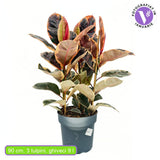 Фикус каучуконосен Ficus elastica 'Belize' – стайно растение с розово-зелени и кремави листа, 90 см