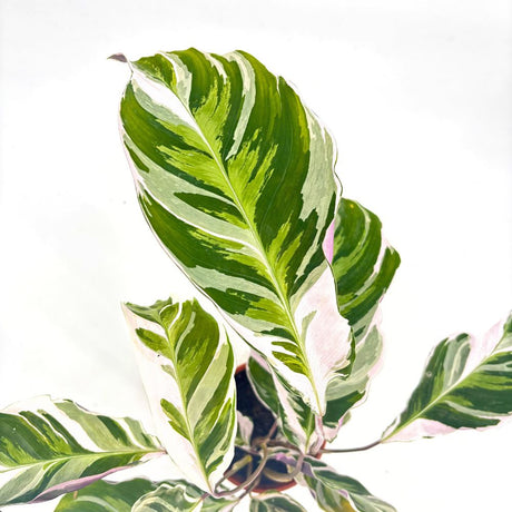 Молещо се растение Calathea Fusion White Tricolor, 30 см, стайно тропическо растение с бели, лилави и зелени листа