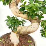 Фикус Бонсай Ginseng спирала 120 см – екзотична стайна растение с пречистващ ефект