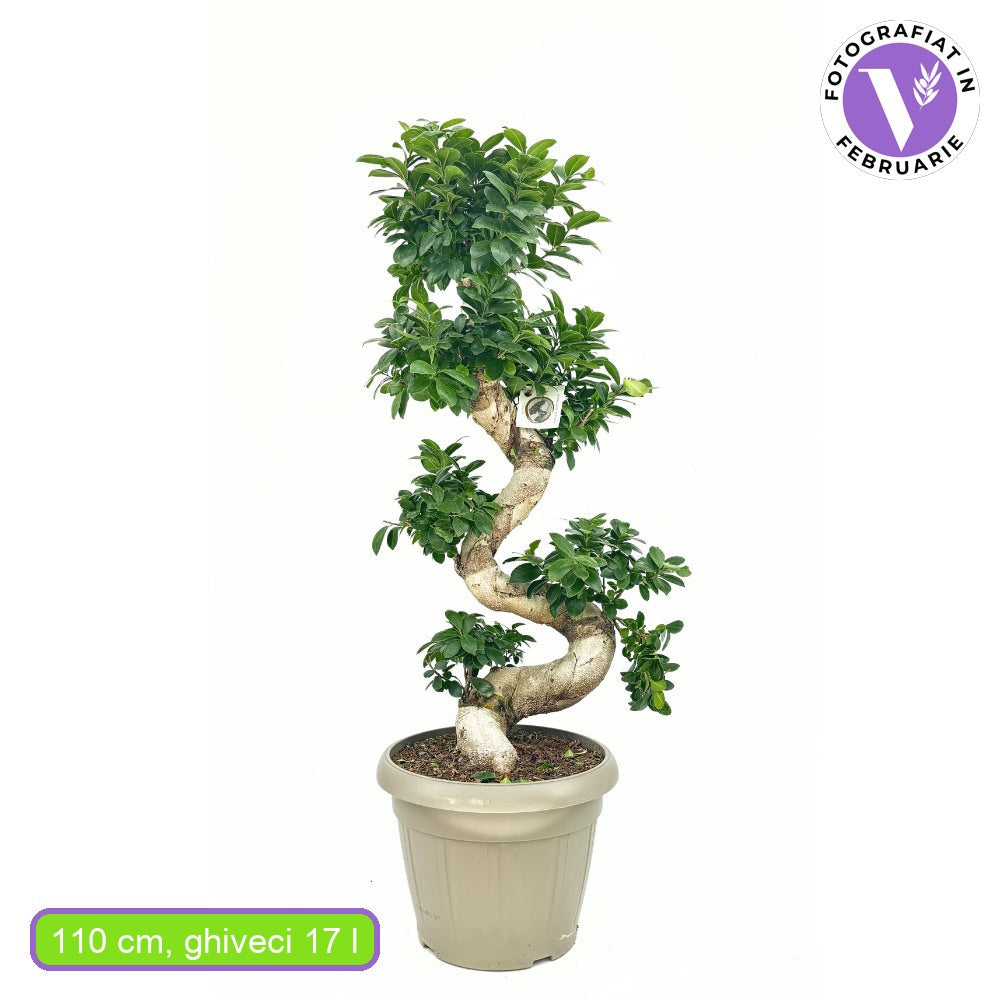 Фикус Бонсай Ginseng спирала 120 см – екзотична стайна растение с пречистващ ефект