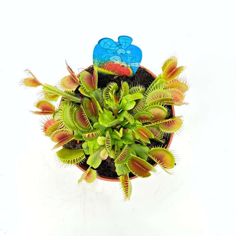 Хищно растение Венерина мухоловка (Dionaea muscipula) – стайно растение с активни капани за насекоми, 10 см