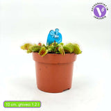 Хищно растение Венерина мухоловка (Dionaea muscipula) – стайно растение с активни капани за насекоми, 10 см