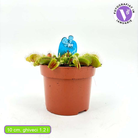 Хищно растение Венерина мухоловка (Dionaea muscipula) – стайно растение с активни капани за насекоми, 10 см