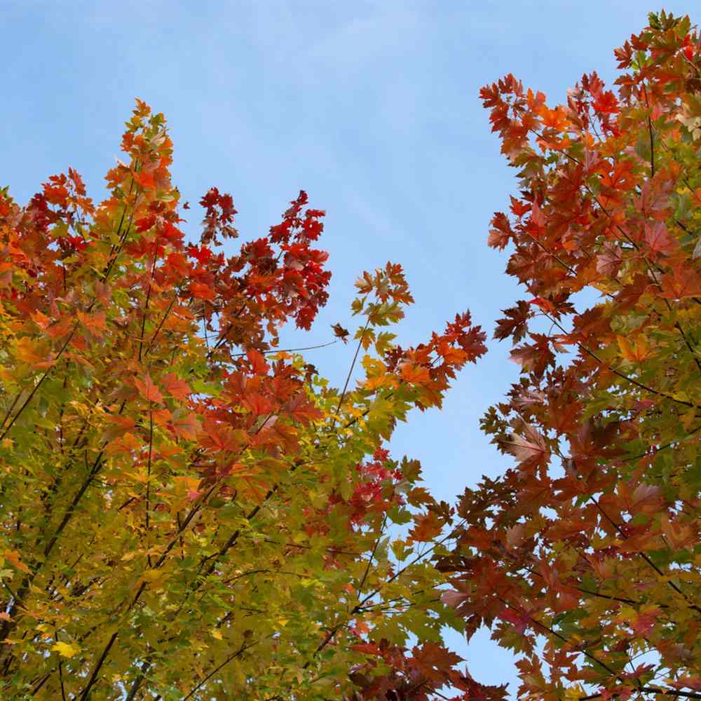 Червен клен Freemanii Celebration, декоративен клен с червени есенни листа, елегантни длановидни листа, бързорастящ, подходящ за градска среда