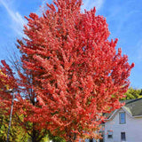 Червен клен Freemanii Celebration, декоративен клен с червени есенни листа, елегантни длановидни листа, бързорастящ, подходящ за градска среда