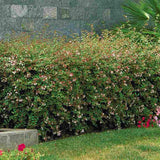 Arbust decorativ Abelia Grandiflora, flori parfumate albe-roz, frunzis persistent, rezistent la ger