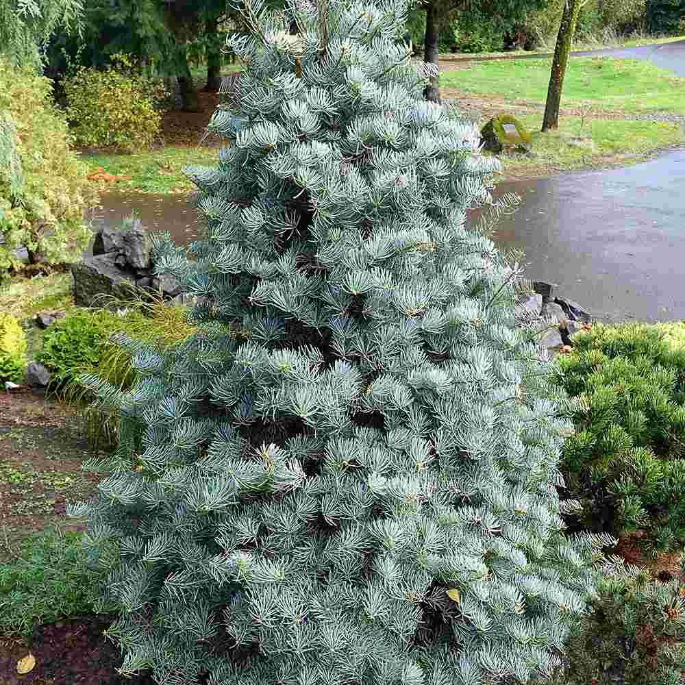 Brad Alb Pitic Archer's Dwarf (Abies Concolor), conifer decorativ cu ace verzi-albastrui, vesnic verde, Ideal pentru ghiveci si gradina mica