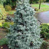 Brad Alb Pitic Archer's Dwarf (Abies Concolor), conifer decorativ cu ace verzi-albastrui, vesnic verde, Ideal pentru ghiveci si gradina mica