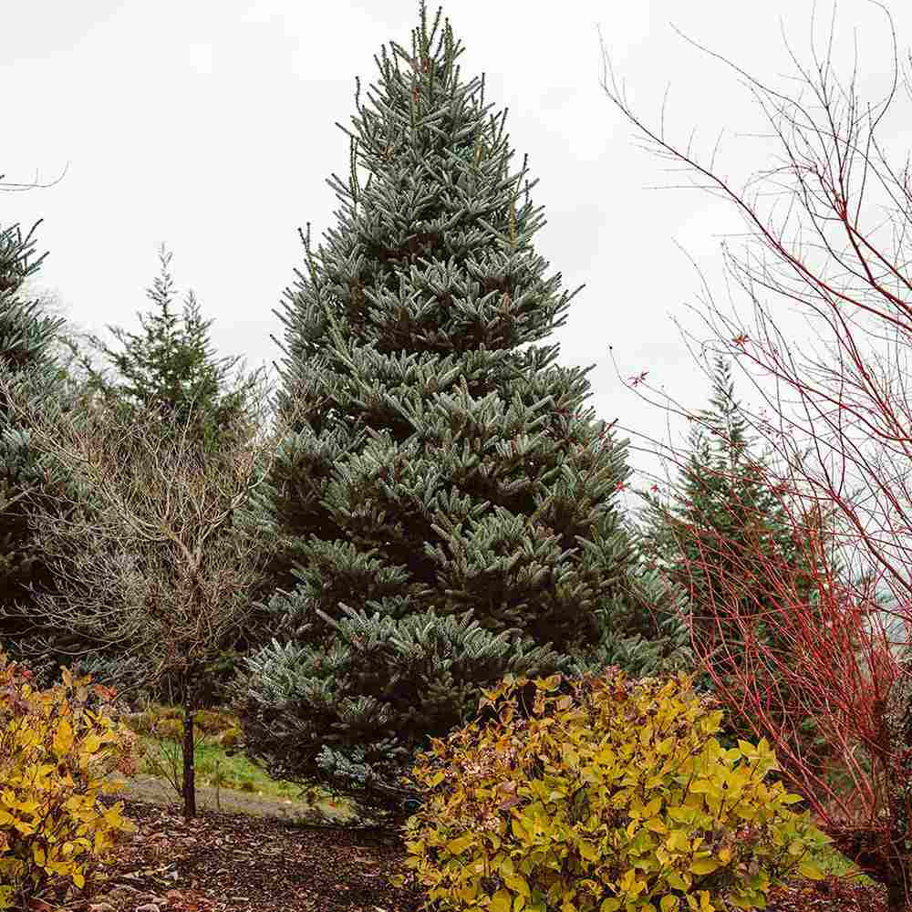 Brad Corean argintiu (Abies) Silberlocke, brad ornamental, conuri decoratove violet, ace rasucite argintii