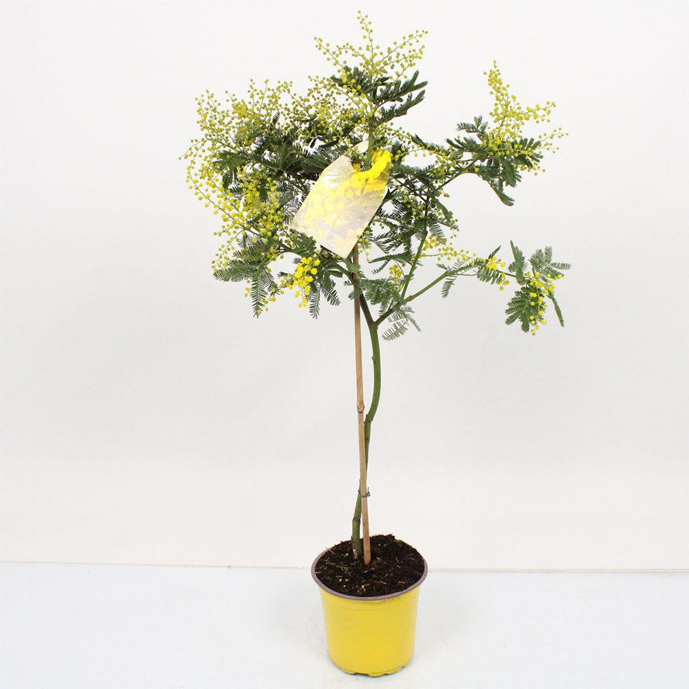 Сребриста акация (Acacia dealbata), декоративно дърво с ароматни жълти цветове, нуждае се от защита при студени зими