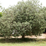 Guava de Ananas (Feijoa sellowiana), cu fructe dulci-acrisoare, cu aroma de ananas si capsuni