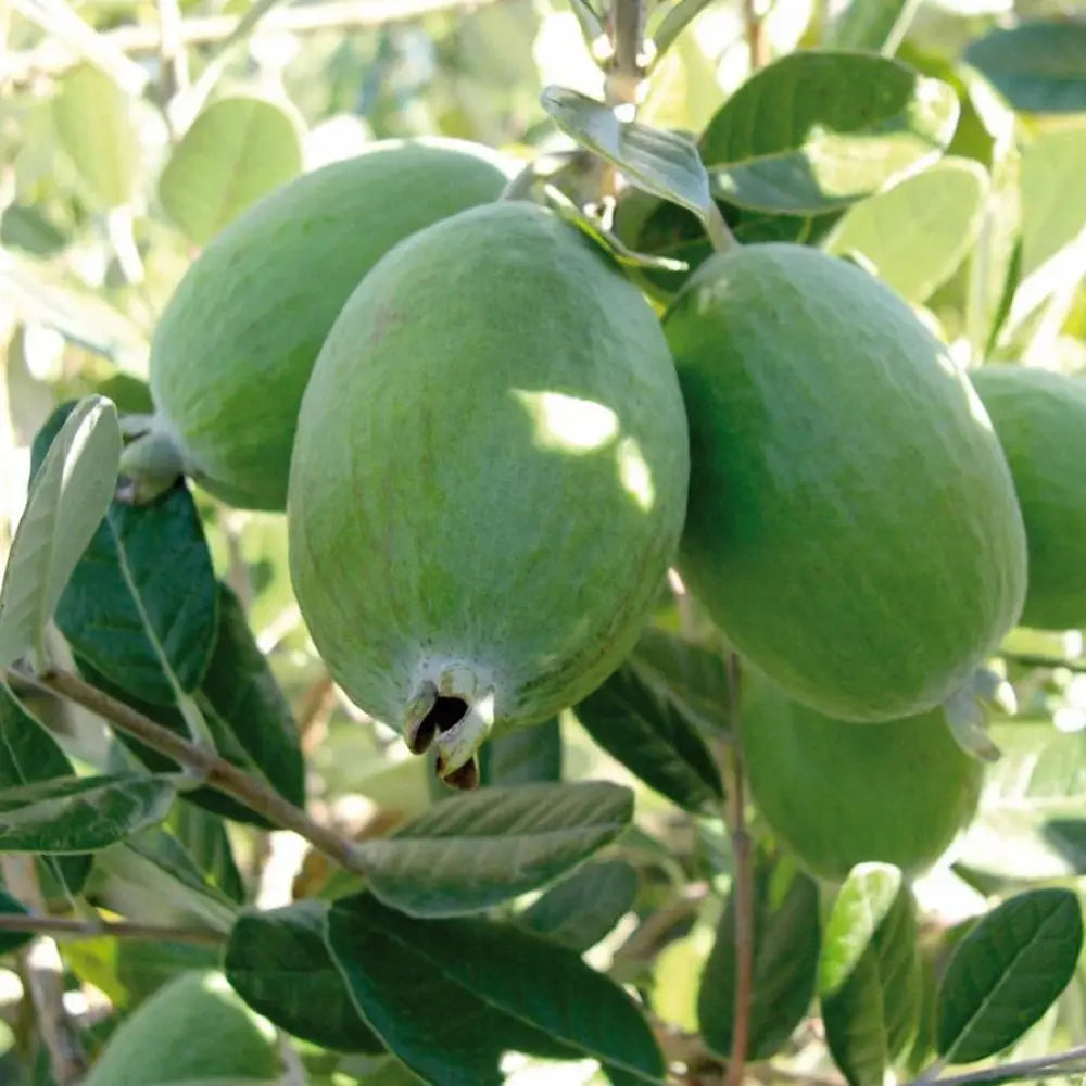 Guava de Ananas (Feijoa sellowiana), cu fructe dulci-acrisoare, cu aroma de ananas si capsuni