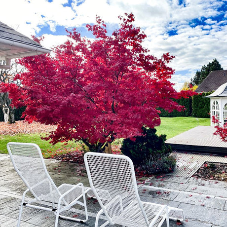 Artar Japonez Beni-Maiko, cu frunzis roz-verde