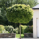 Artar Norvegian Globular (Acer Platanoides Globosum), artar globular decorativ, coroana compacta, rezistent la frig