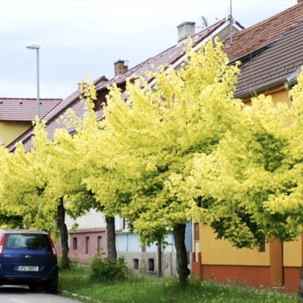 Американски клен златист Kellys Gold, декоративен, бързорастящ, с ефектни жълти листа