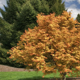 Artar Japonez Auriu Orange Dream, frunzis galben intens primavara si vara si portocaliu toamna, perfect pentru umbra