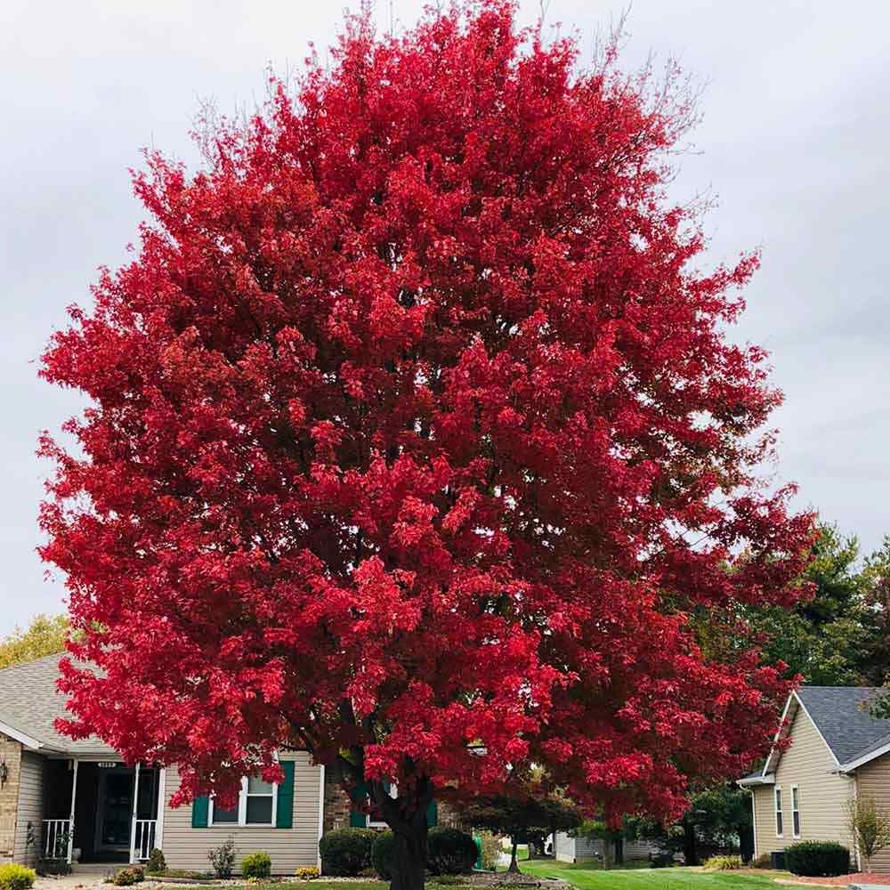 Artar Rosu Rubrum 'Summerred', cu frunzis rosu, colorit de toamna