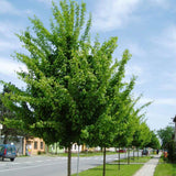 Jugastru Paltin de Camp (Acer Campestre), artar autohton, rezistent la poluare urbana, ideal pentru strazi, bulevarde, cartiere rezidentiale