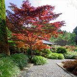 Клен Red Flamingo, декоративен клен розово/червено-бял, бързорастящ, студоустойчив