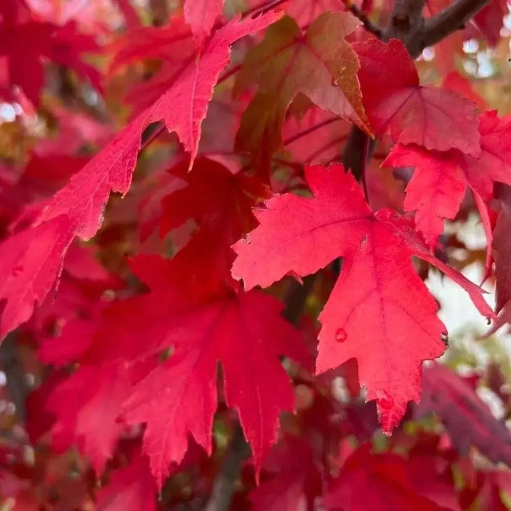 Червен клен Freemanii Celebration, декоративен клен с червени есенни листа, елегантни длановидни листа, бързорастящ, подходящ за градска среда