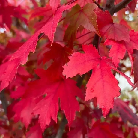 Червен клен Freemanii Celebration, декоративен клен с червени есенни листа, елегантни длановидни листа, бързорастящ, подходящ за градска среда