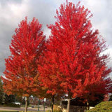 Червен клен Freemanii Celebration, декоративен клен с червени есенни листа, елегантни длановидни листа, бързорастящ, подходящ за градска среда