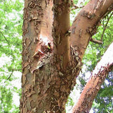 Artar cu trunchi de hartie (Acer griseum), cu scoarta rosie-maronie