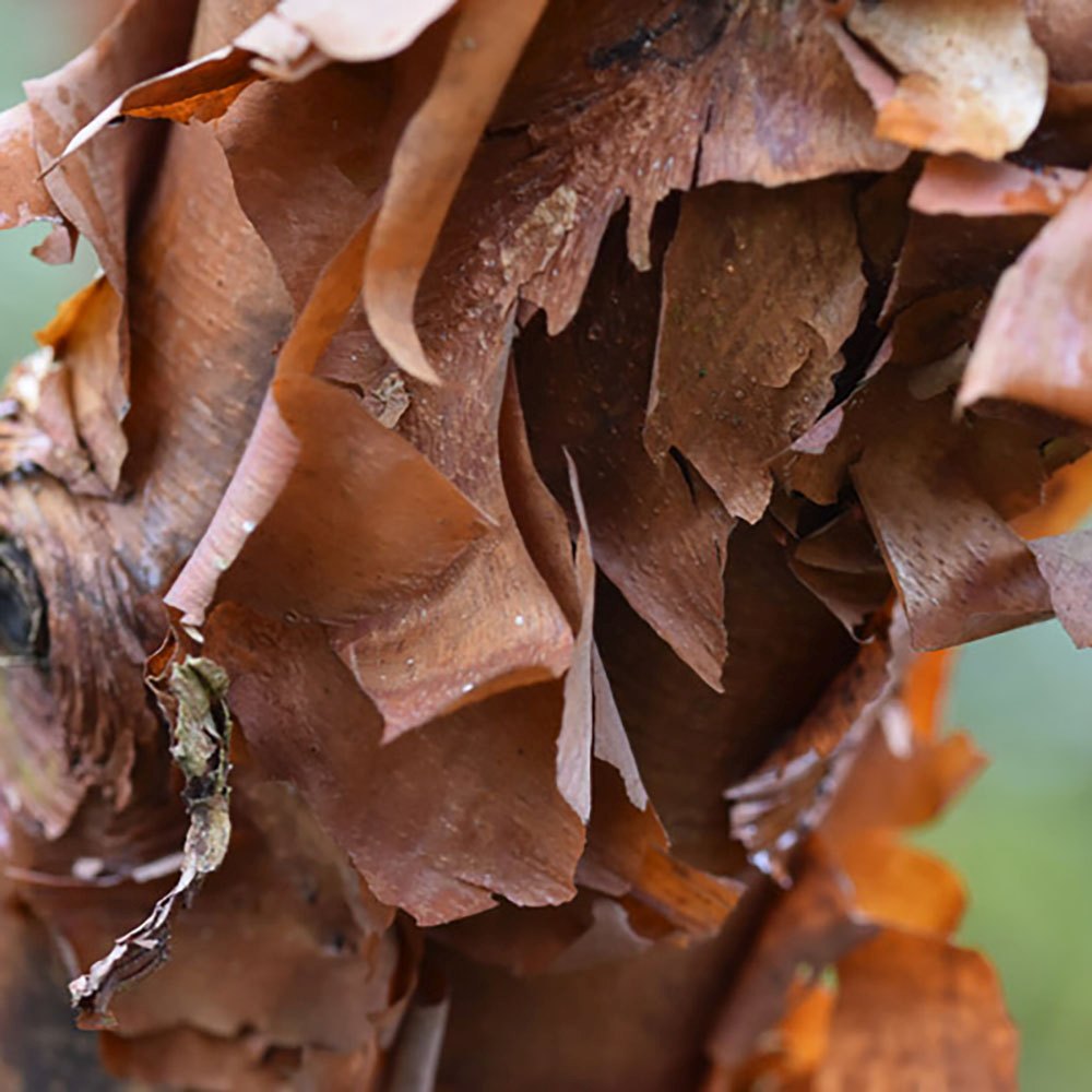 Artar cu trunchi de hartie (Acer griseum), cu scoarta rosie-maronie