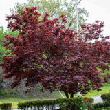 Artar Japonez Rosu Bloodgood, cu frunzis rosu-purpuriu, decorativ, crestere rapida, premiat, gradina sau ghiveci