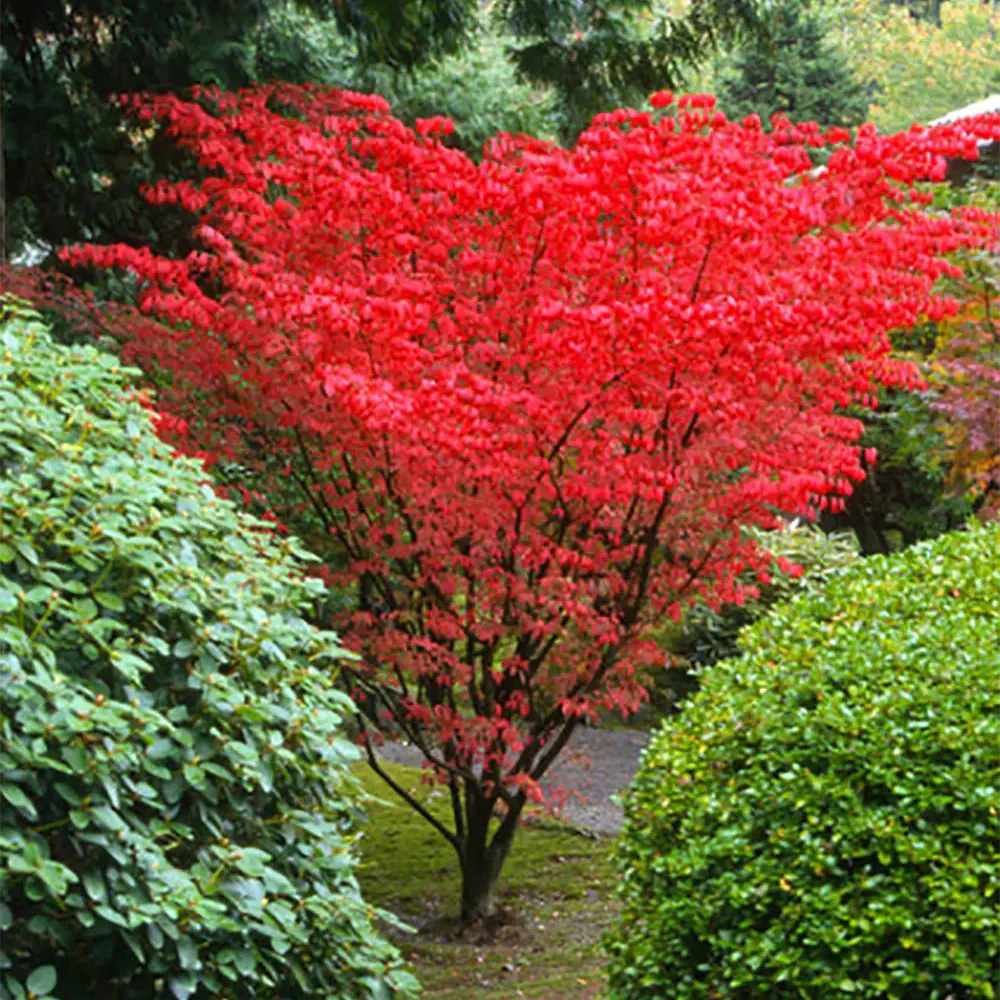 Artar Japonez Rosu (Acer palmatum) Shin-deshojo, cu frunze rosii decorativ rezistent la frig, ideal pentur bonsai