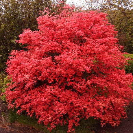 Artar Japonez Rosu Deshojo, compact, frunze rosu aprins primavara, perfect pentru bonsai, joc de culori spectaculos in 3 anotimpuri