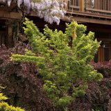 Японски клен Shishigashira, с къдрави компактни листа, яркочервени през есента, студоустойчив до -20°C