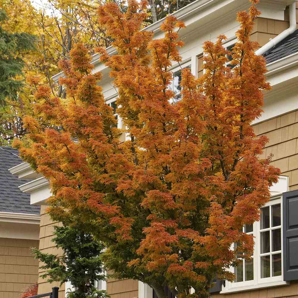 Японски клен Shishigashira, с къдрави компактни листа, яркочервени през есента, студоустойчив до -20°C