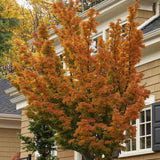 Японски клен Shishigashira, с къдрави компактни листа, яркочервени през есента, студоустойчив до -20°C