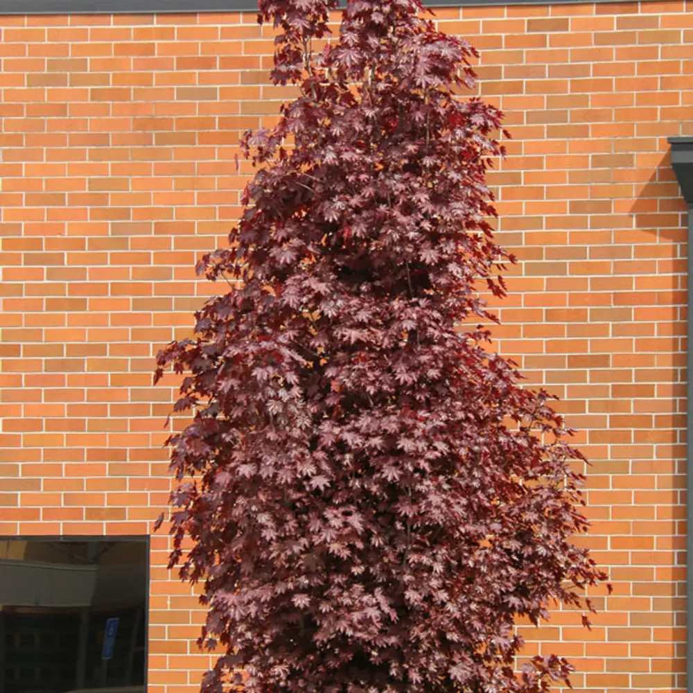 Норвежки клен Crimson King (Acer platanoides) – декоративно дърво с тъмнопурпурна листа