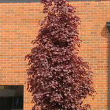 Норвежки клен Crimson King (Acer platanoides) – декоративно дърво с тъмнопурпурна листа
