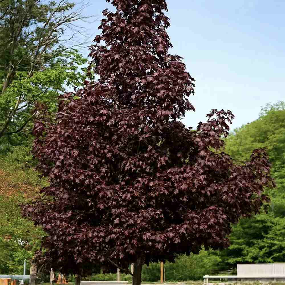 Норвежки клен Crimson King (Acer platanoides) – декоративно дърво с тъмнопурпурна листа