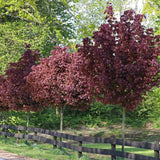 Норвежки клен Crimson King (Acer platanoides) – декоративно дърво с тъмнопурпурна листа