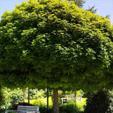 Artar Norvegian Globular (Acer Platanoides Globosum), artar globular decorativ, coroana compacta, rezistent la frig