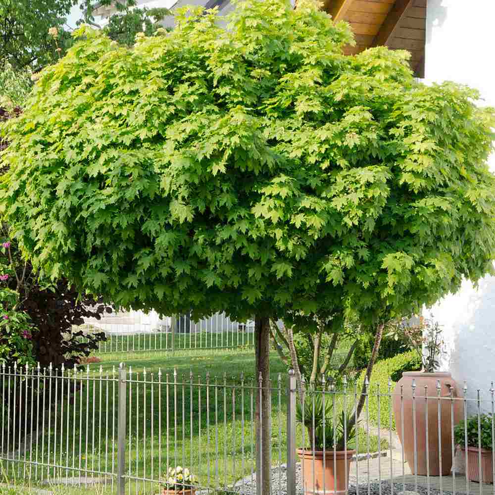 Artar Norvegian Globular (Acer Platanoides Globosum), artar globular decorativ, coroana compacta, rezistent la frig