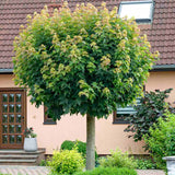 Artar Norvegian Globular (Acer Platanoides Globosum), artar globular decorativ, coroana compacta, rezistent la frig