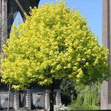 Норвежки клен Princeton Gold, декоративен клен със златистожълта листна маса, бързорастящ, сенчесто дърво