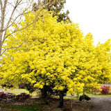 Норвежки клен Princeton Gold, декоративен клен със златистожълта листна маса, бързорастящ, сенчесто дърво