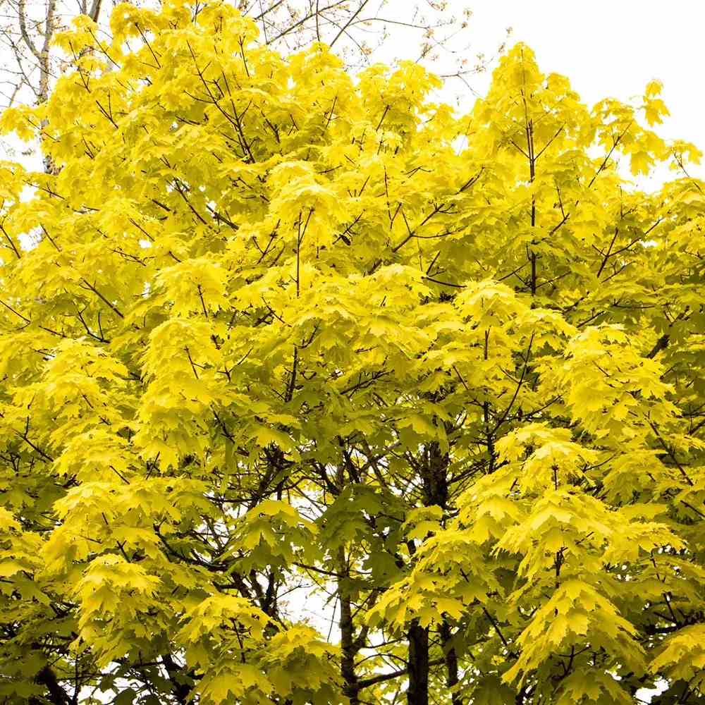 Норвежки клен Princeton Gold, декоративен клен със златистожълта листна маса, бързорастящ, сенчесто дърво