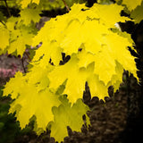 Норвежки клен Princeton Gold, декоративен клен със златистожълта листна маса, бързорастящ, сенчесто дърво