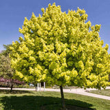 Норвежки клен Princeton Gold, декоративен клен със златистожълта листна маса, бързорастящ, сенчесто дърво