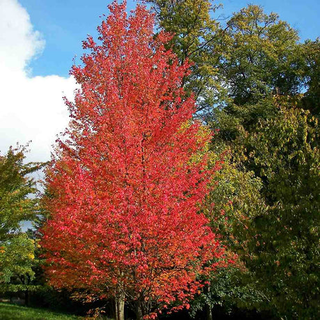 Artar Rosu Rubrum, cu frunzis rosu, colorit de toamna